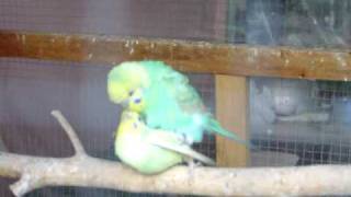 Parakeets Mating [upl. by Purdum]