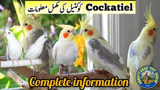 Cockatiel Birds complete information Cockatiel Bird Food Box and Cage Size  by APH [upl. by Brookner]