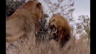 Khanya Talamati vs Black Dam Male Lion  Talamati seems dominant  Lion Warfare [upl. by Notniuqal]