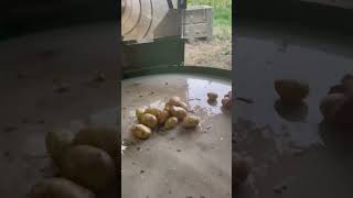 Tumbling Potatoes at Foothill Farm [upl. by Arabel]