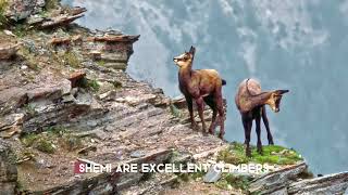 Chamois mountain goats [upl. by Carhart]