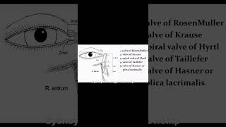 Nasolacrimal quottearquot duct opening [upl. by Acemaj]