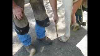 Therapeutic Shoeing for Horse with Laminitis and White Line Disease One example  Part 1 [upl. by Lien]