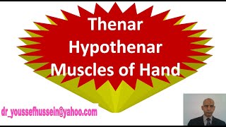 21 Thenar and hypothenar muscles of the hand [upl. by Gilly570]