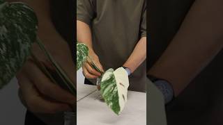 Monstera albo transferring albo cutting from water to soil indoorplantscare plantshorts [upl. by Nicolai384]