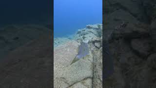 Prehistoric fish 😍 tenerife ocean nature scubadiving [upl. by Eoin]