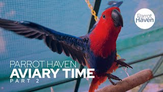 Eclectus Parrots In An Aviary [upl. by Valenka]