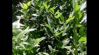 leustean planta medicinalaherb lovage [upl. by Rot]