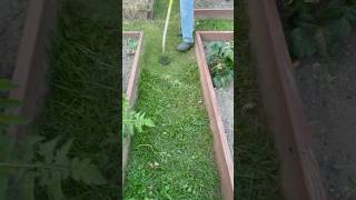 Really satisfying long grass overgrownlawncare satisfyinglawncare asmrasmrsounds shorts [upl. by Poland924]