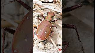 Cicindela maroccana pseudomaroccana  Moroccan Tiger Beetle  Escarabajo Tigre new nature shorts [upl. by Lister211]