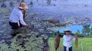 Beautiful nature food  The Best Countryside Food  Water Lily Flower Sour Soup with Natural Fish [upl. by Etnoled]