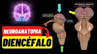 💥Diencéfalo Neuroanatomia Completa Tálamo Epitálamo Subtálamo Metatálamo Hipotálamo [upl. by Anada]