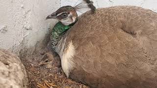 peahen with her new baby [upl. by Ahsetan]