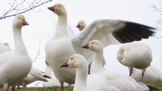 Snow Geese Honking amp Flying Off  Amazing Geese Sounds [upl. by Urbanus]