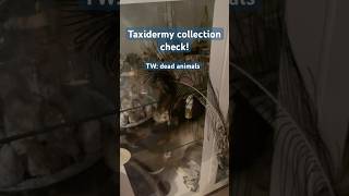 Collector check taxidermy taxidermy vultureculture collection fyp shorts furry therian [upl. by Lipinski]