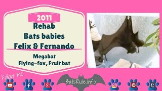 Rehab  Bat babies  Felix and Fernando Megabats Flyingfox Fruit bat [upl. by Natsirhc]