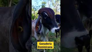 ganadería Dominicana vaca bovinos ganadería agricultura equiposagroforestales [upl. by Ahsi]