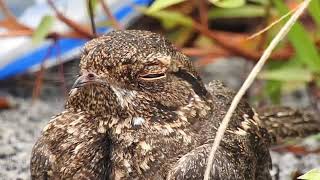 Savanna Nightjar mummy relaxing [upl. by Sisile]