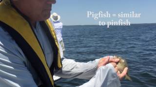 How to Fish ID Pigfish [upl. by Annairdna]