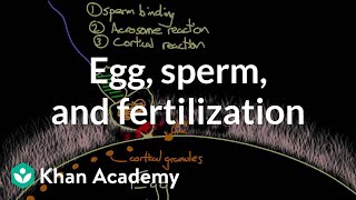 Egg sperm and fertilization  Behavior  MCAT  Khan Academy [upl. by Talyah864]