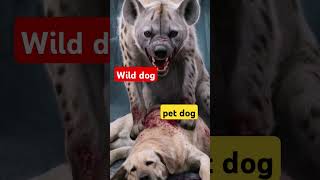 Wild dog Vs Pet dog [upl. by Ameyn]