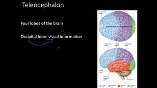 Telencephalon Limbic system and basal ganglia [upl. by Weisbrodt782]