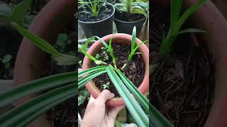 phragmipedium pearcei shorts plants anggrekonline aryjrchannel3348 [upl. by Driskill]