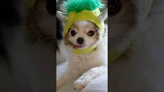 Pomeranian Dogs Fight Over Halloween Costume Hat 👻🥹❤️ shorts puppy cute pomeranian cutedog [upl. by Cummings]