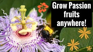 Growing Harvesting and Eating Maypop Hardy Passion Fruit [upl. by Reeta]