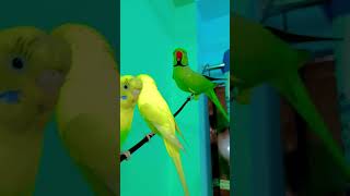 A Mummy mitthu ko roti do reels shorts shortsvideo trend shorts viral trendingshorts 🦜🦜😋👌👌👍😀👌😆👍 [upl. by Jaclin]