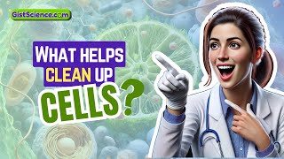 What helps clean up cells [upl. by Yliab]