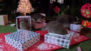 2023 Awesome Raccoon Christmas Party [upl. by Corrina]