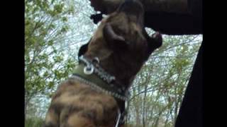 Bandog  Bandogge Mastiff pup training [upl. by Elimaj]