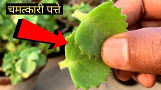 इस पत्ते के आगे लाखों की दवाई फेल हैं बहुमूल्य ayurvedic Plant [upl. by Rudin]