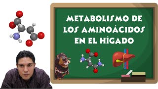 Metabolismo de los aminoácidos en el hígado [upl. by Novyak]