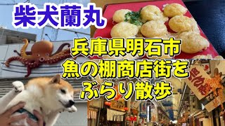 柴犬蘭丸🐶兵庫県明石市魚の棚商店街をぶらり散歩 [upl. by Edals]