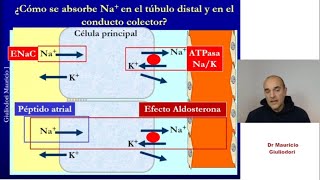 Fisiología renal reabsorción renal de sodio rápido y sencillo [upl. by Shaefer110]