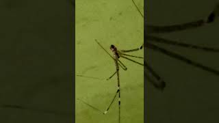 marbled cellar spider commonly referred to as cellar spiders or daddy longlegs [upl. by Eudora]