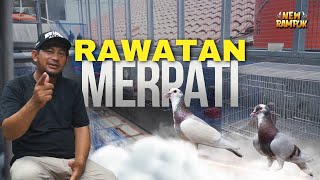 TIPS MERAWAT MERPATI DI PAGI HARI  NEW RAMPOK [upl. by Bouldon]