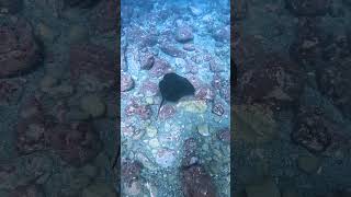 Atlantic black stingray hunting a prey tenerife diving scubadiving [upl. by Safoelc]