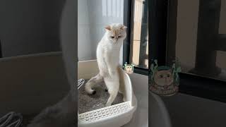 Look the kitten is really straining to poopcat cute cutecat funny animals [upl. by Ahsil692]