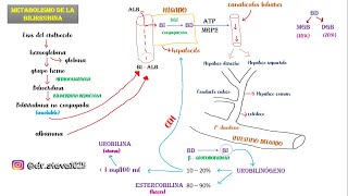 METABOLISMO DE LA BILIRRUBINA Fisiología [upl. by Murray]