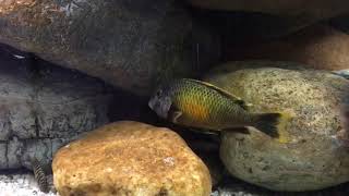 Tropheus Golden Kalambo [upl. by Eanat]