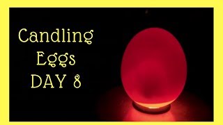 Did We Find LIFE Candling Eggs at Day 8 [upl. by Eldwon]