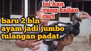 Rahasia ayam usia 2 bulan bisa jadi jumbo versi ajf channel [upl. by Eisoj]