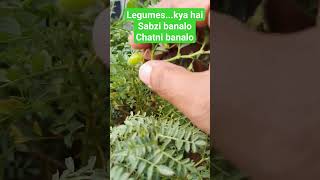 ytshort viral 10thscience biology legumes pods leguminousplants kdsir [upl. by Lokin]