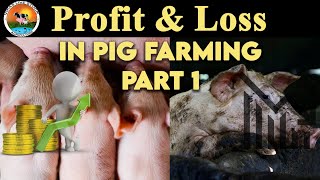 Profit And Loss in Pig Farming part1  Vikas Live Stock Saharanpur Uttar Pradesh 9058705146 [upl. by Llekcir]