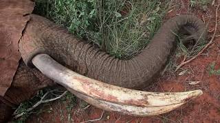 Elephant treated by Vet Team shows true courage  Sheldrick Trust [upl. by Donni]