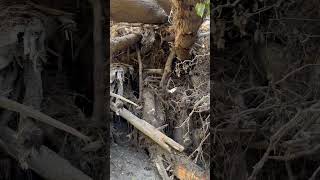 mudslide hurricanehelene hurricane northcarolina wnc chimneyrock destruction [upl. by Dorehs]