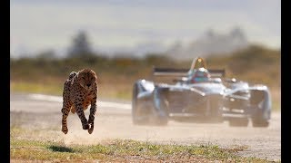 Drag Race Formula E Car vs Cheetah [upl. by Ahsenre]